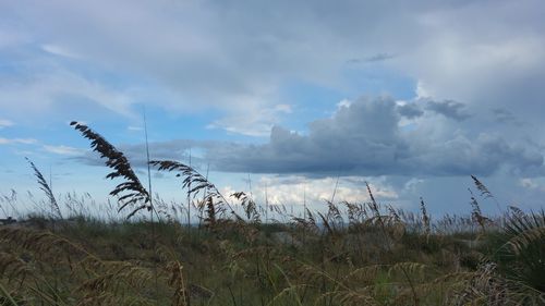 Plants growing on land against sky