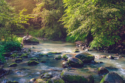 Scenic view of river flowing through rocks in forest