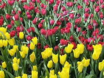 Full frame shot of red tulip flowers in field