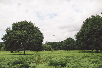 Trees growing on grassy field against cloudy sky