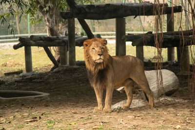 Lioness standing on field