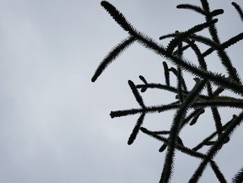 Low angle view of tree against sky