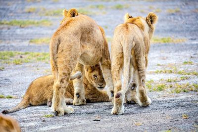 Lion cubs on field