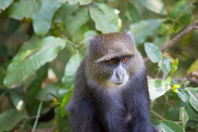 Portrait of monkey looking away