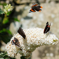 Close-up of butterfly pollinating on flower