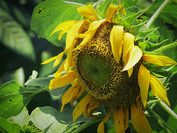 Close-up of sunflower blooming outdoors