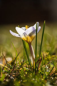 Close-up of white crocus flower on field