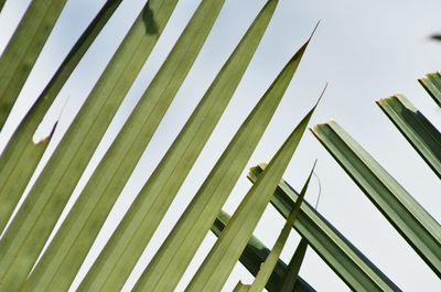 Low angle view of palm trees against sky