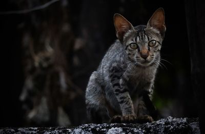 Close-up portrait of tabby cat