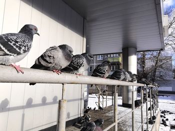 Pigeons perching on railing