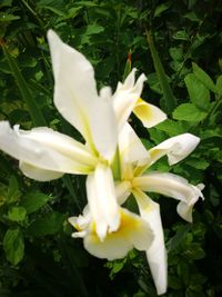 Close-up of white day lily blooming outdoors