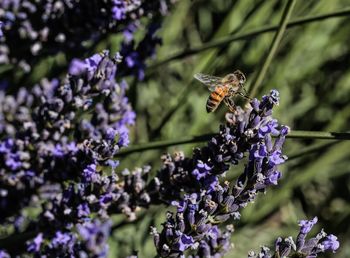 Honey bee on lavender flower during sunny day