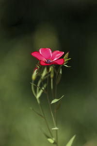 Close-up of pink flower