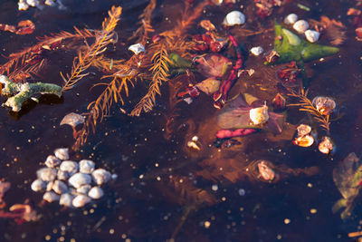 High angle view of leaves floating on lake