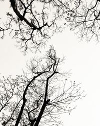 Low angle view of silhouette bare tree against clear sky