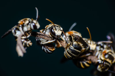 Close-up of spider