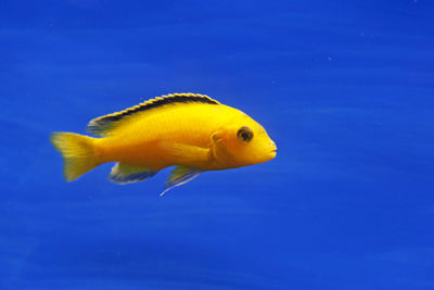 Yellow aquarium fish against blue background