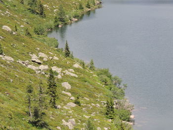 High angle view of trees by lake in forest