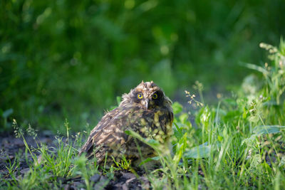 Young owl perching on a field