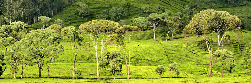 Scenic view of agricultural field