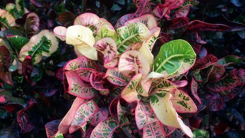 High angle view of pink flowering plants