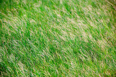 Full frame shot of farm