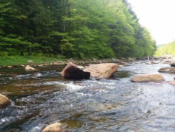 Scenic view of river in forest against sky