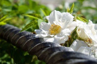 Close-up of white flowering plant