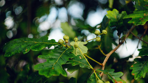 Close-up of fresh green leaves