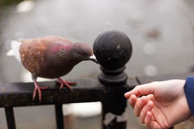 Close-up of hand feeding bird