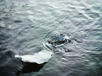 High angle view of turtle swimming in river