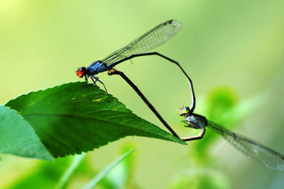 Close-up of damselfly on leaf