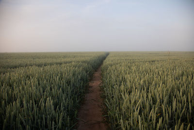Mystical pathways. morning stroll through the foggy wheat field in northern europe