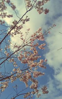 Low angle view of flower tree against sky