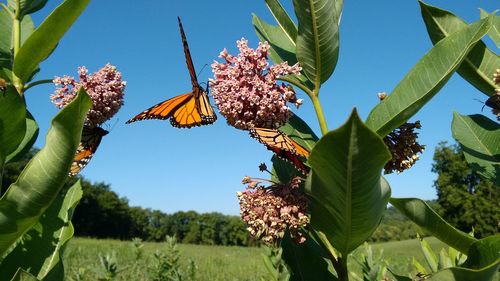 Monarchs and milkweed