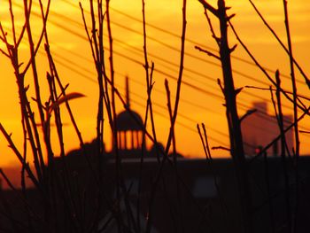 Silhouette of trees at sunset