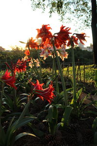 Close-up of red flowering plants on field