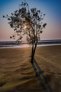 Tree on beach against clear sky