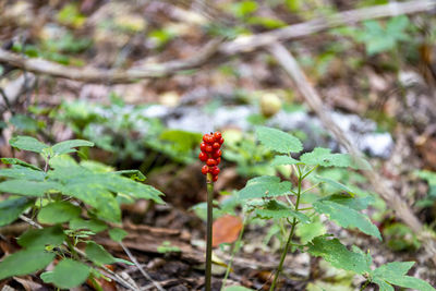 Close-up of red flowering plant on land