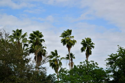 Low angle view of trees against sky