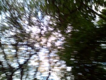 Low angle view of trees