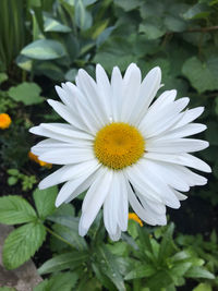 Close-up of white daisy flower