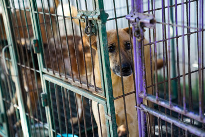 Portrait of dog in cage