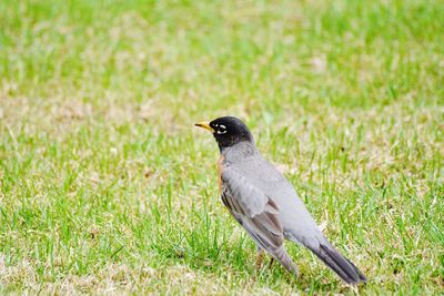 Close-up of a bird on field