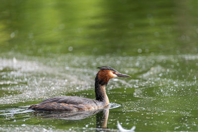 Duck swimming in lake