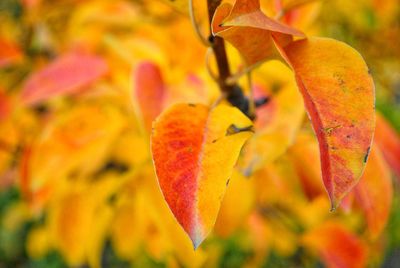 Close-up of yellow leaf on tree during autumn