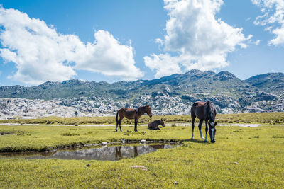Horses on a field