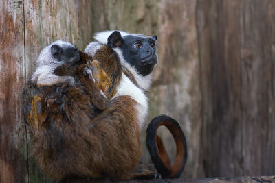 Close-up of monkey sitting on wood