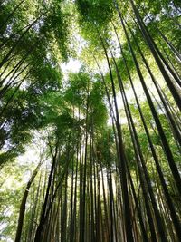 Low angle view of bamboo trees in forest