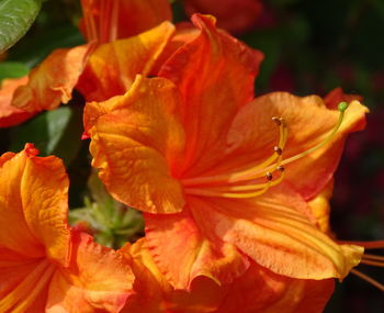 Close-up of orange day